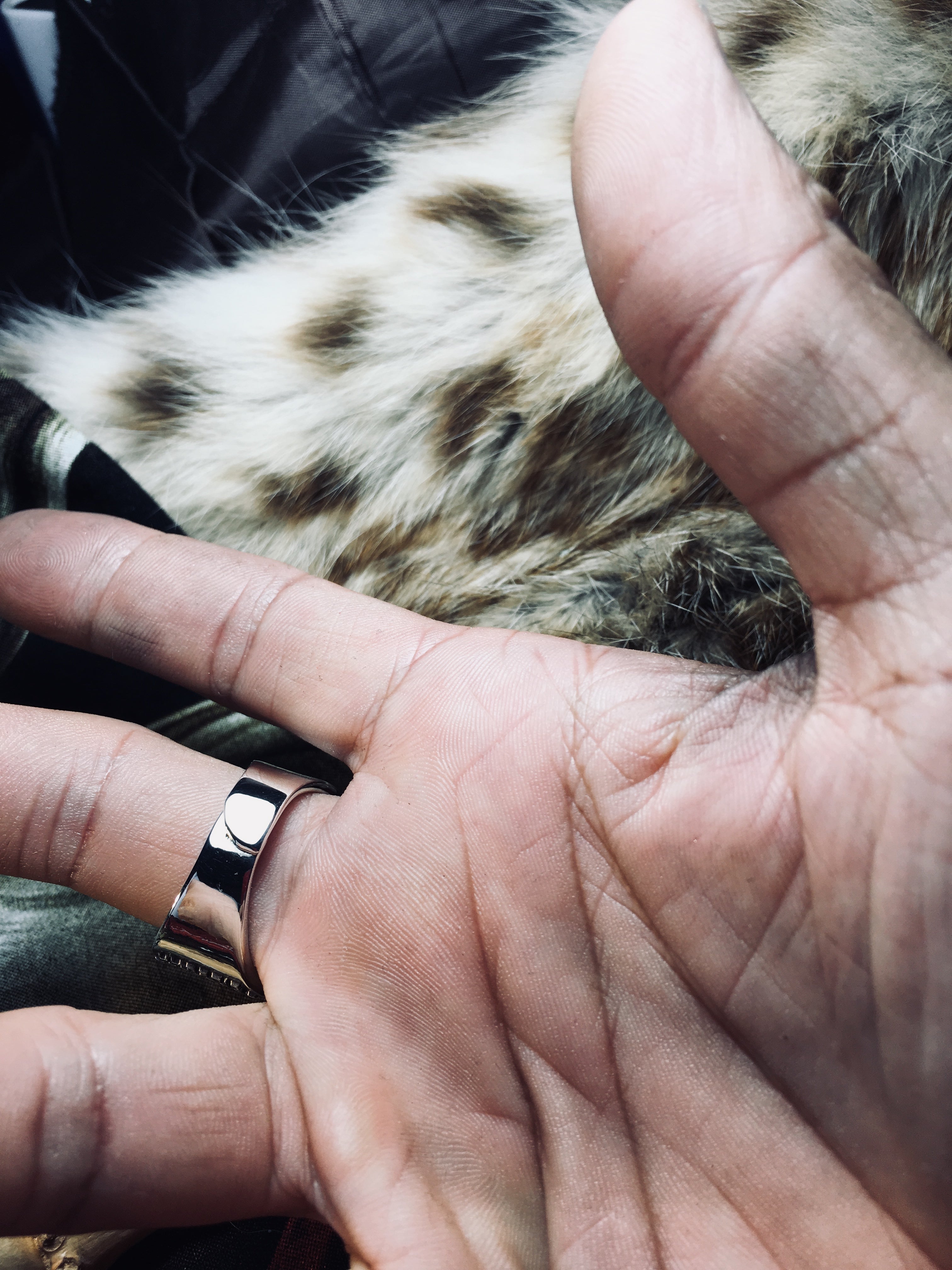 The Ultimate Guide to Buying Biker Rings: Unleashing Your Style and Individuality